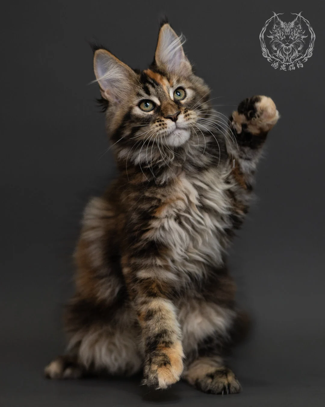 玳帽虎斑緬因貓 Tortie Tabby Maine Coon 3months Cattery Taichung 11