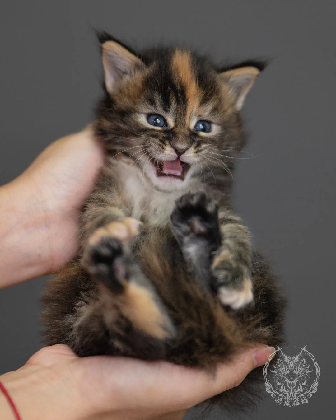玳帽緬因貓 Black Tortie Maine Coon 4weeks Closeup 14