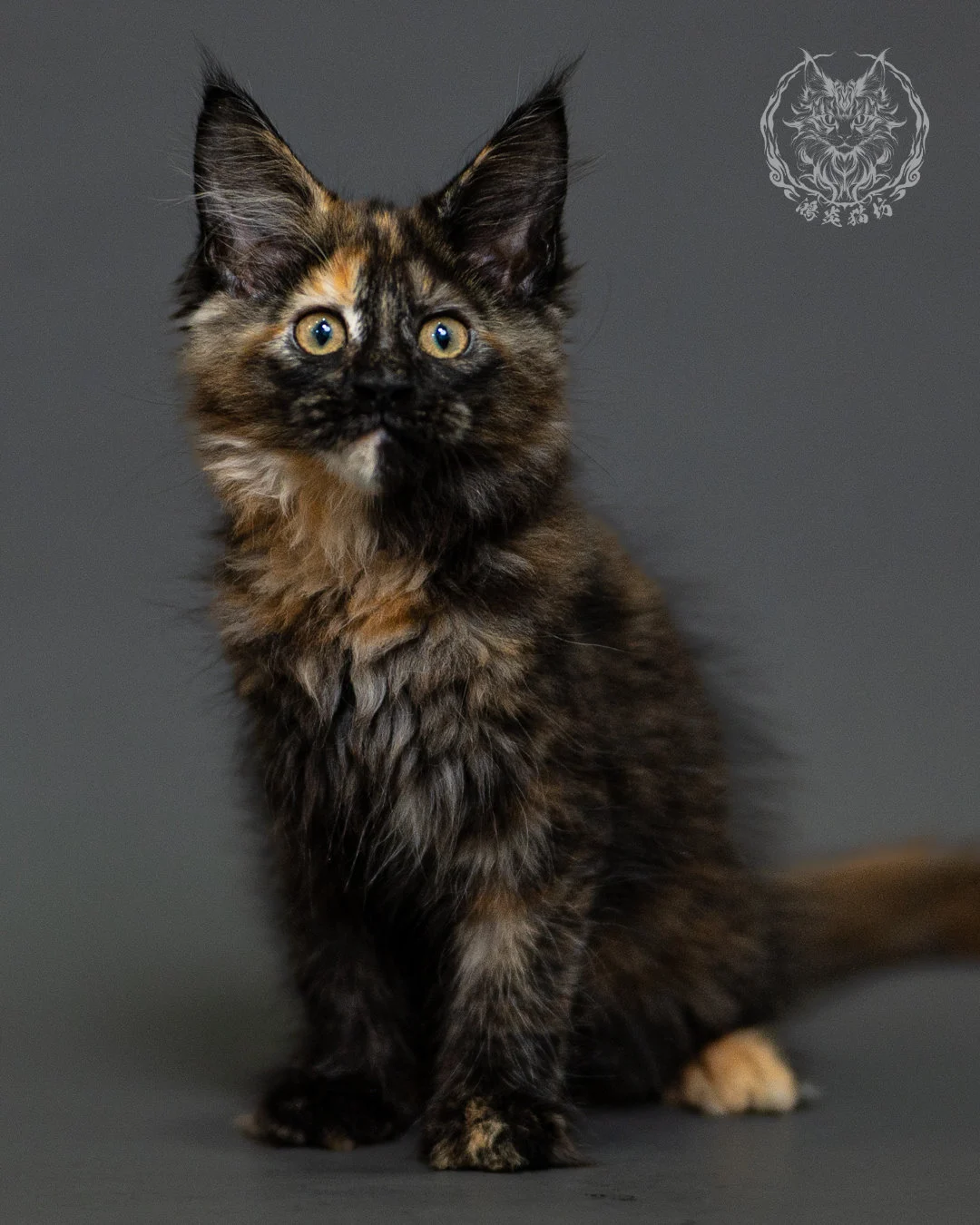 黑玳帽緬因貓 Tortoiseshell Maine Coon 2months Closeup 9