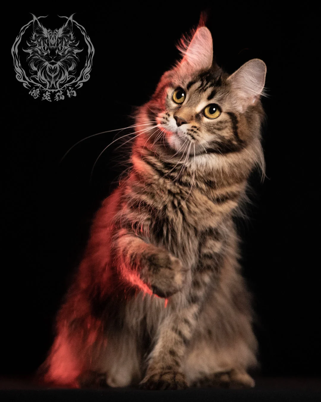 棕虎斑緬因貓 Brown Tabby Maine Coon 13months Closeup 10