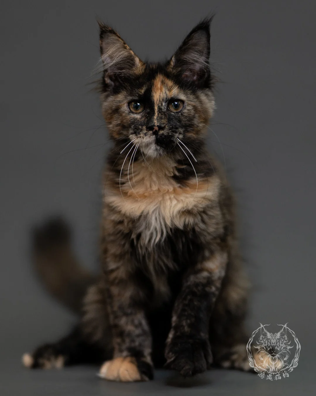 黑玳帽緬因貓 Tortoiseshell Maine Coon 3months Cattery Taichung 6