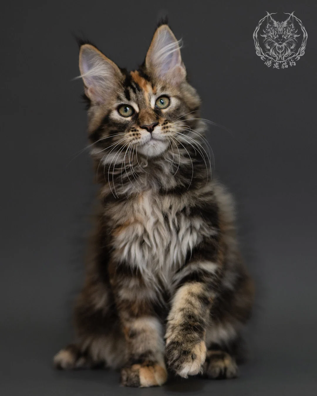 玳帽虎斑緬因貓 Tortie Tabby Maine Coon 3months Cattery Taichung 13