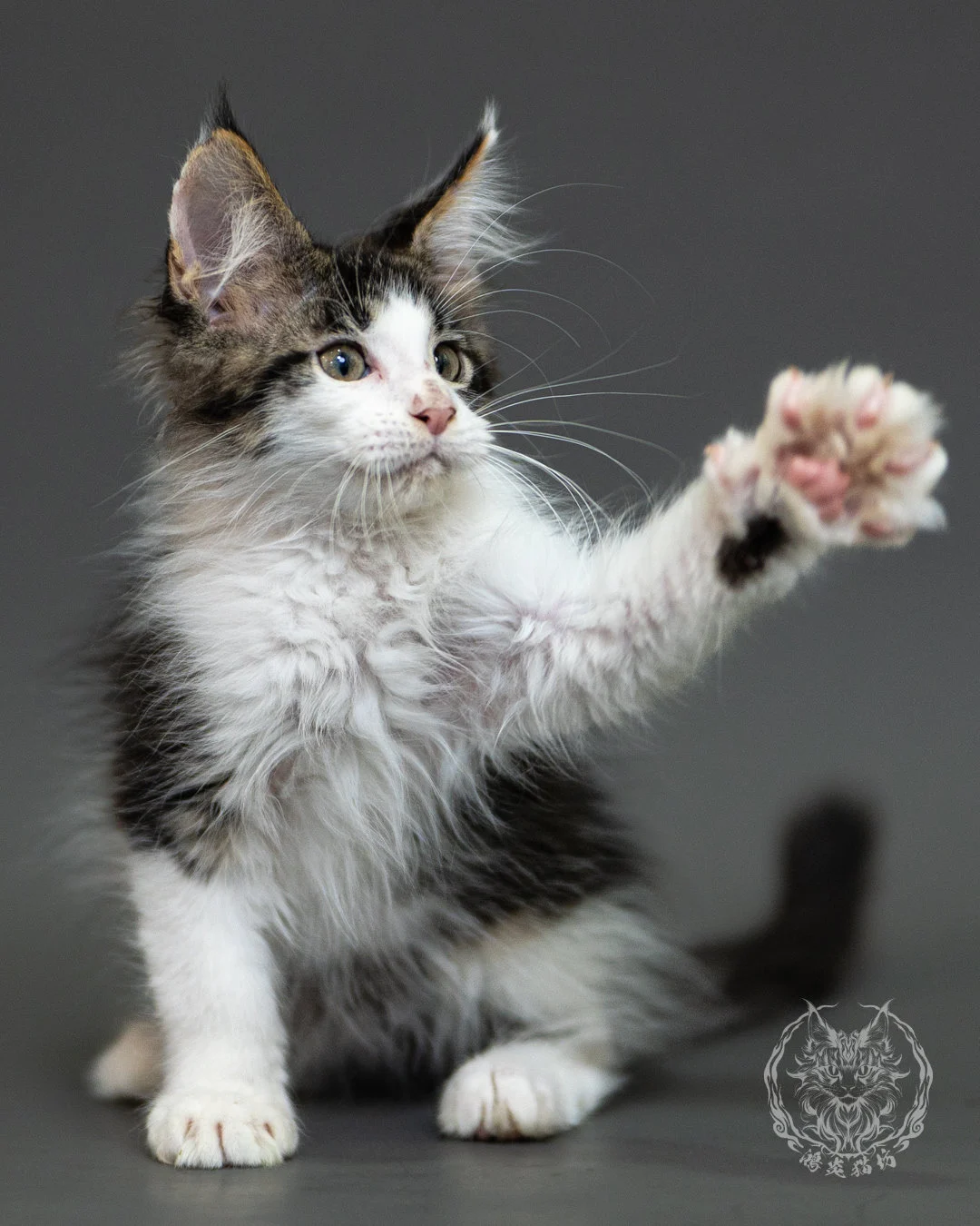棕虎斑賓士緬因貓 Brown Tabby White Maine Coon 2months Closeup 12