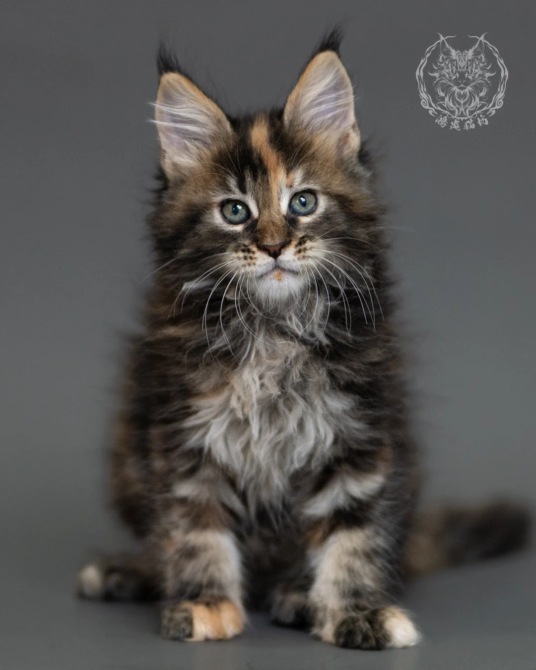 鴻炎貓坊棕虎斑玳帽緬因貓2個月，brown Torbie Maine Coon Kitten 10