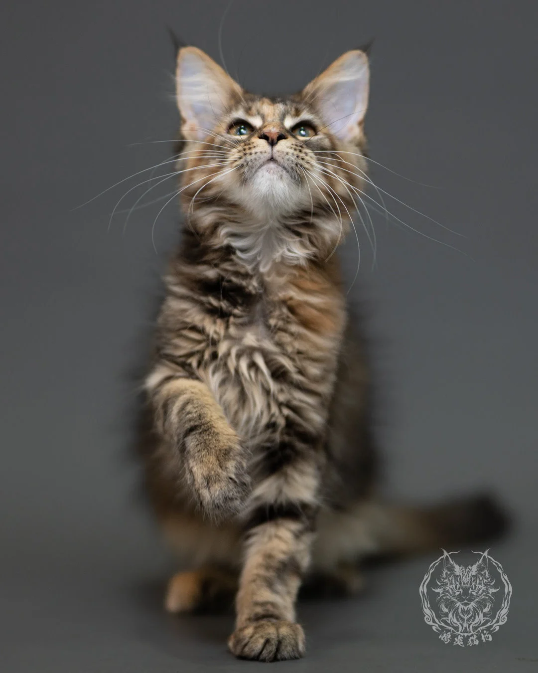 棕虎斑玳帽緬因貓 Brown Torbie Maine Coon 3months Cattery Taichung 4