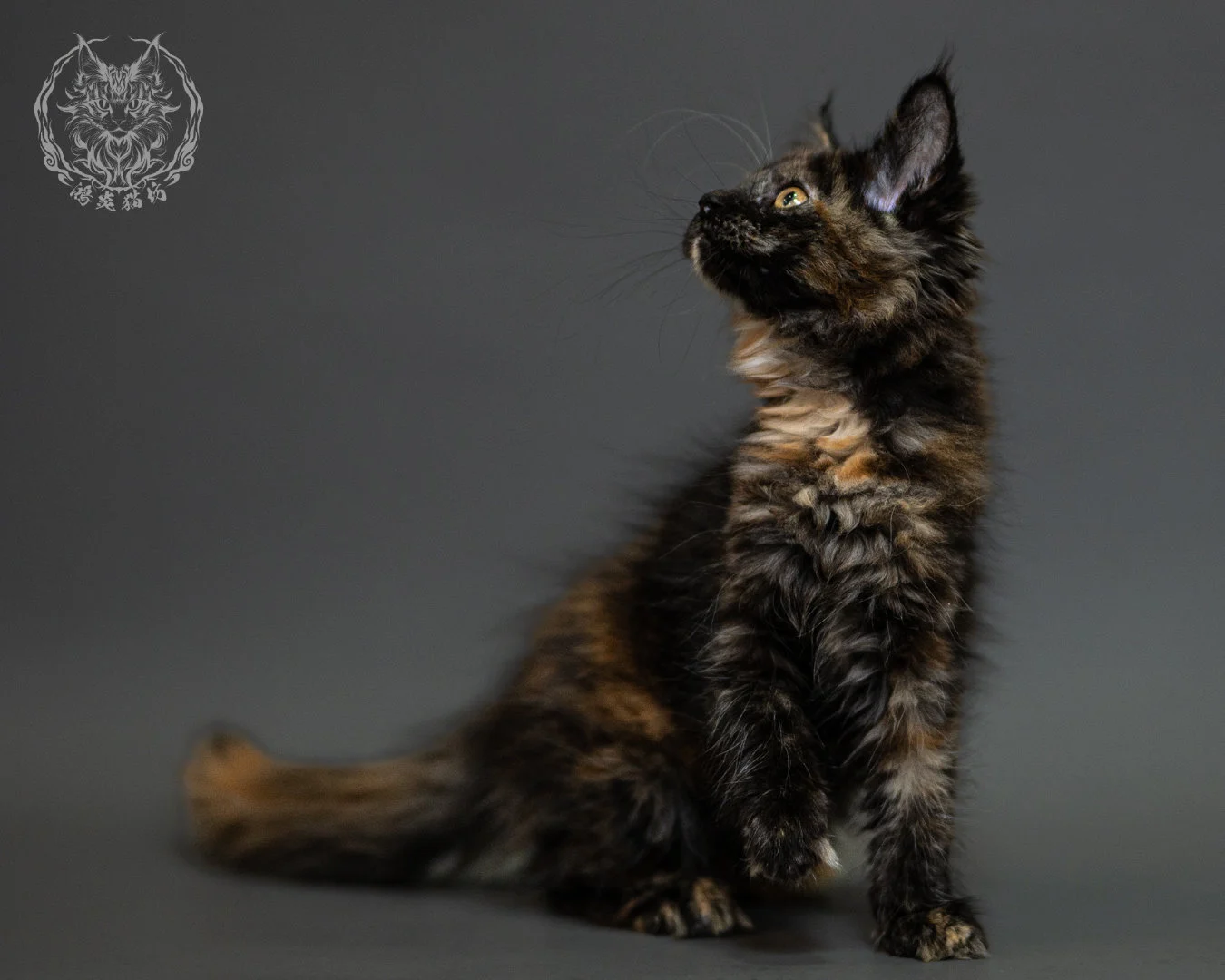 黑玳帽緬因貓 Tortoiseshell Maine Coon 2months Closeup 15
