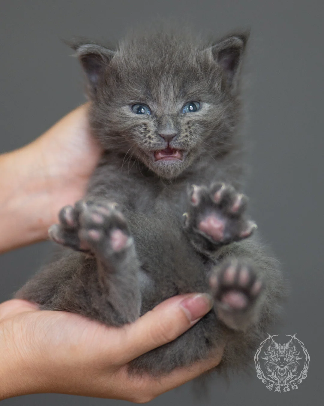 藍煙燻緬因貓 Blue Smoke Maine Coon 4weeks Closeup 12