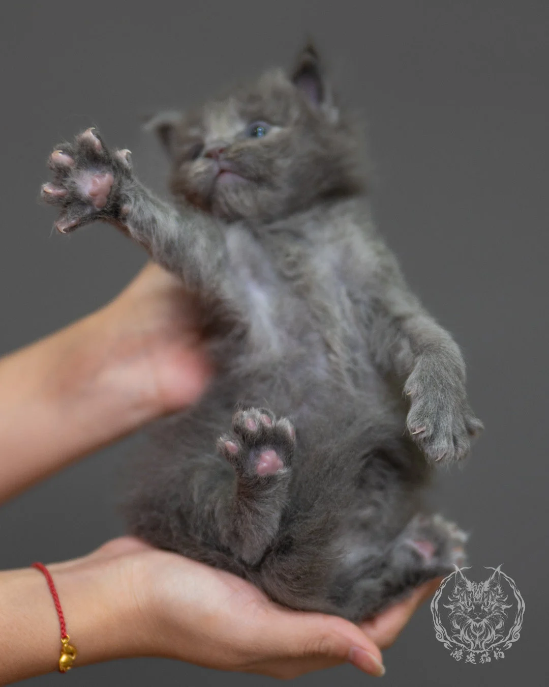 藍煙燻緬因貓 Blue Smoke Maine Coon 4weeks Closeup 10