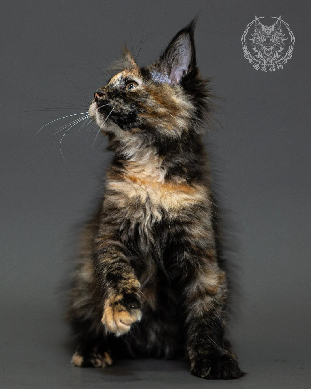黑玳帽緬因貓 Tortoiseshell Maine Coon 2months Closeup 16