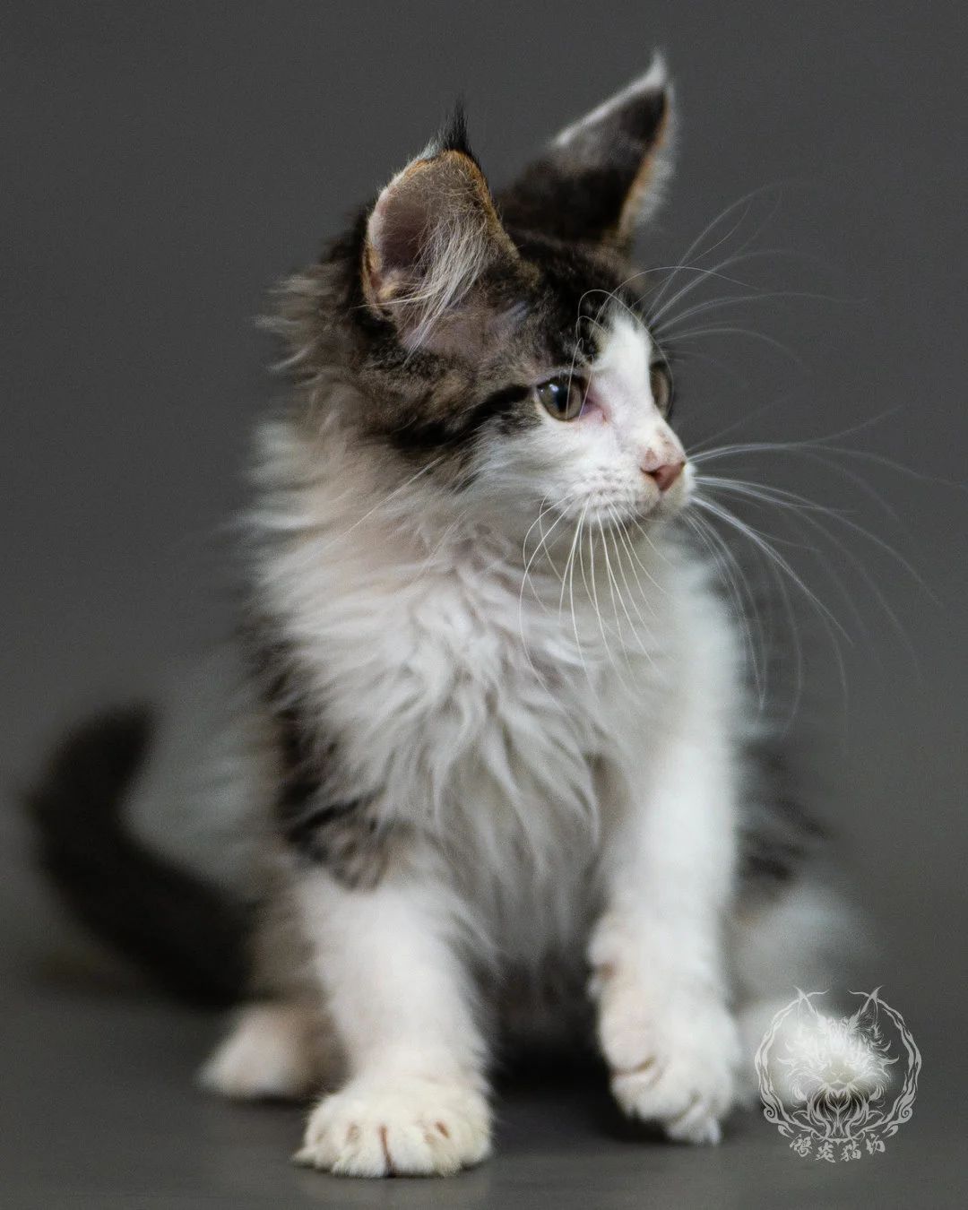 棕虎斑賓士緬因貓 Brown Tabby White Maine Coon 2months Closeup 15