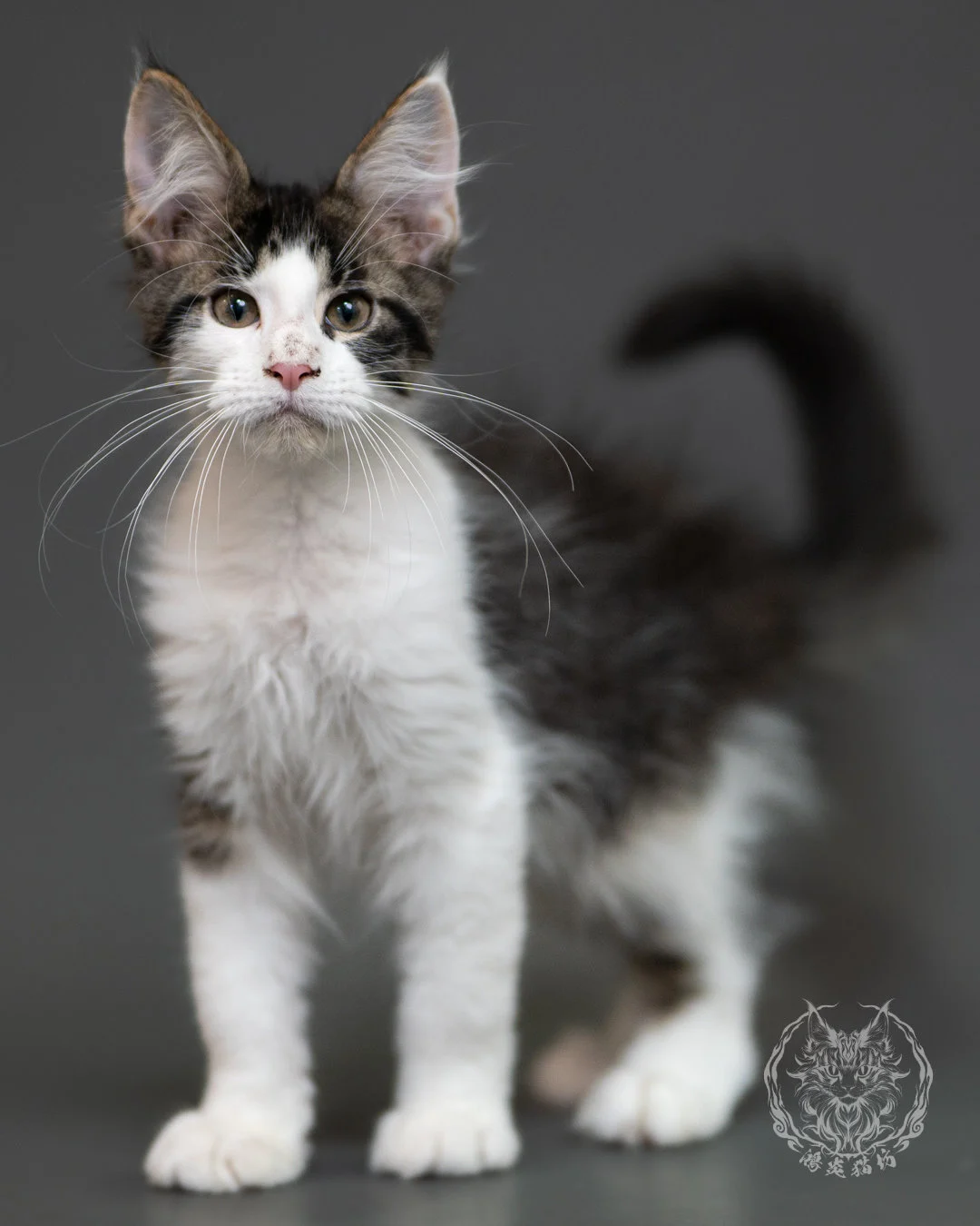 棕虎斑賓士緬因貓 Brown Tabby Maine Coon 3months Cattery Taichung 1