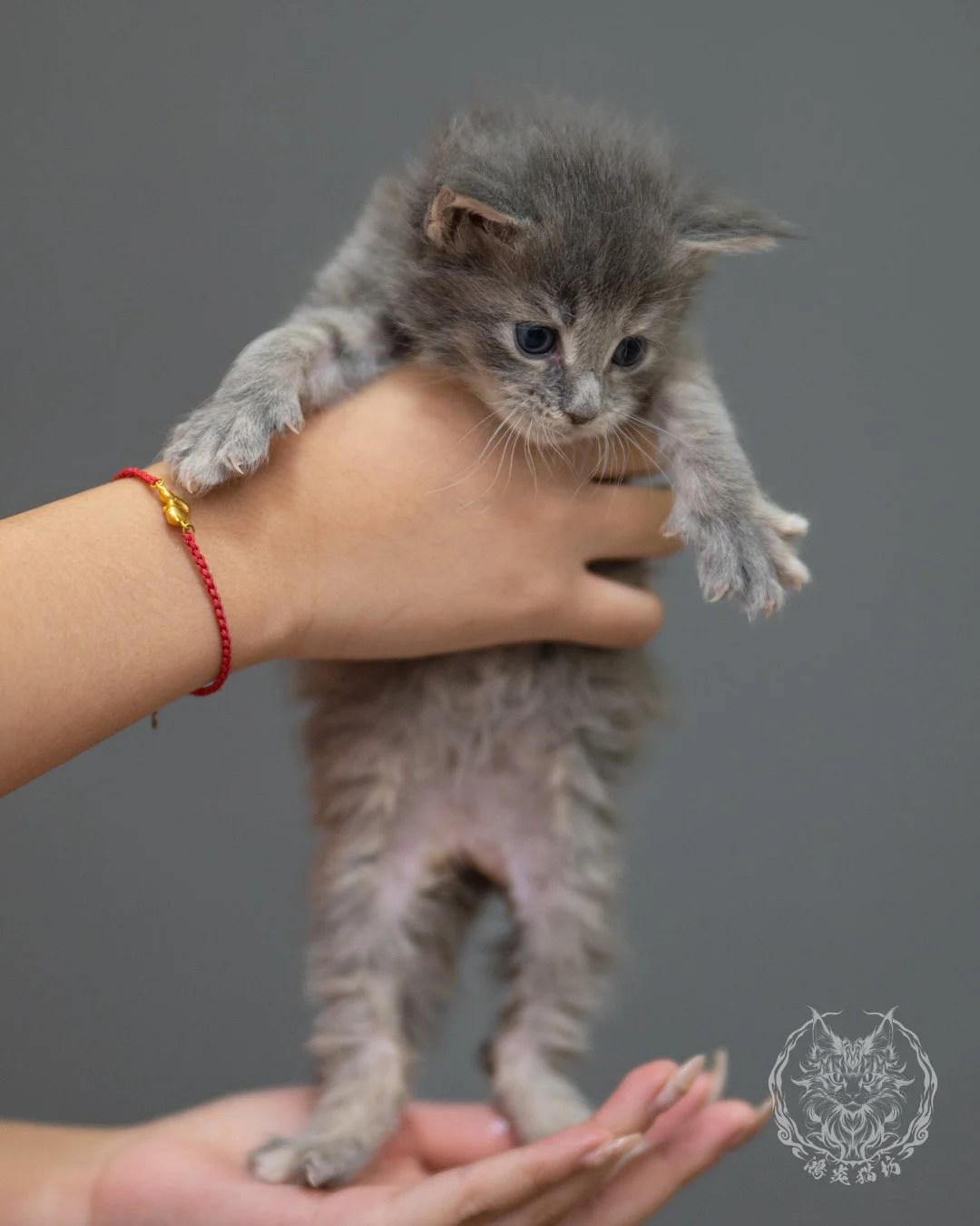藍乳虎斑緬因貓 Blue Cream Tabby Maine Coon 4weeks Sideview 6