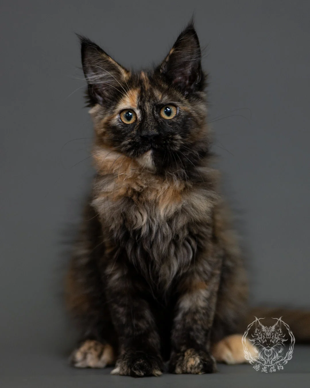 黑玳帽緬因貓 Tortoiseshell Maine Coon 3months Cattery Taichung 11