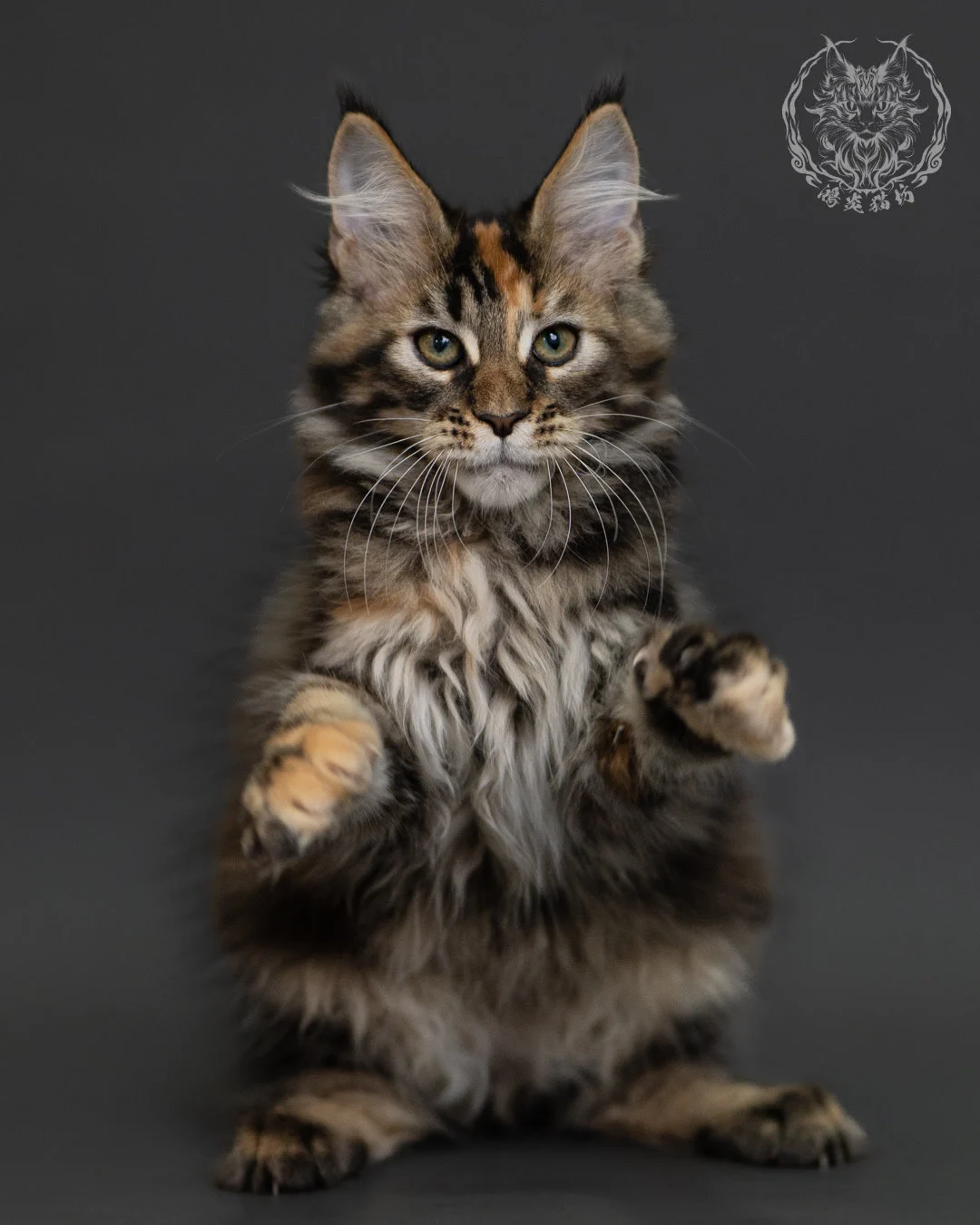 玳帽虎斑緬因貓 Tortie Tabby Maine Coon 3months Cattery Taichung 5
