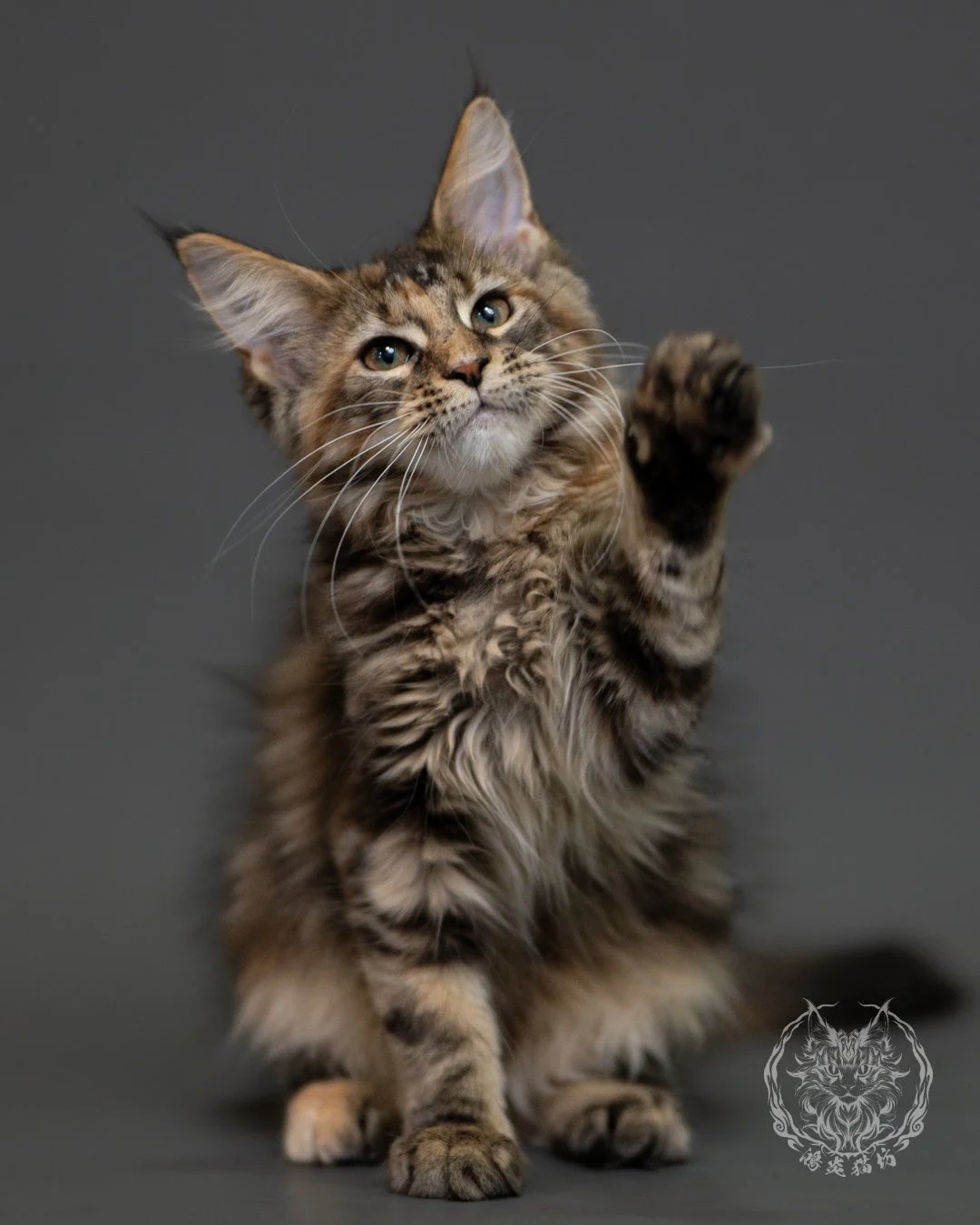 棕虎斑玳帽緬因貓 Brown Torbie Maine Coon 3months Cattery Taichung 7