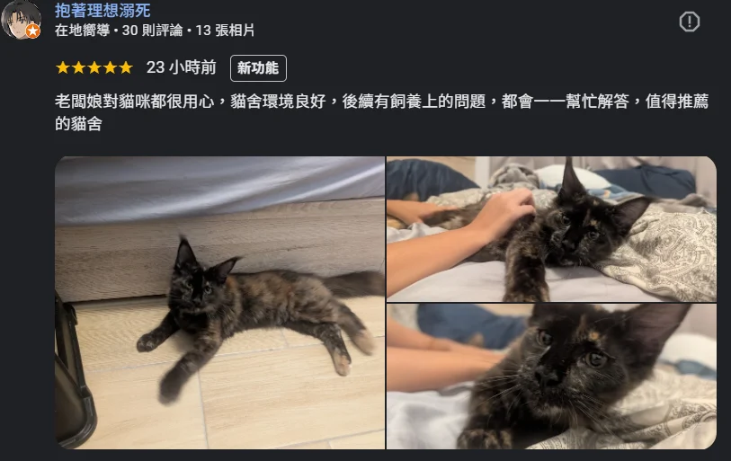 黑玳帽緬因貓