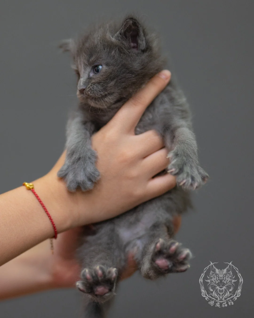 藍煙燻緬因貓 Blue Smoke Maine Coon 4weeks Closeup 3
