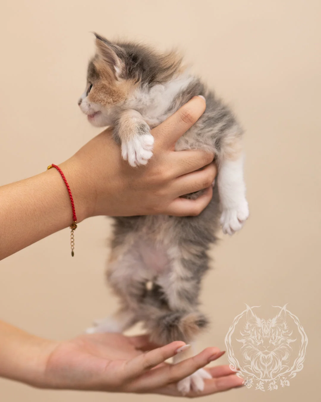 藍乳玳帽賓士緬因貓 Blue Cream Tortie Masked Maine Coon 4weeks Closeup 1
