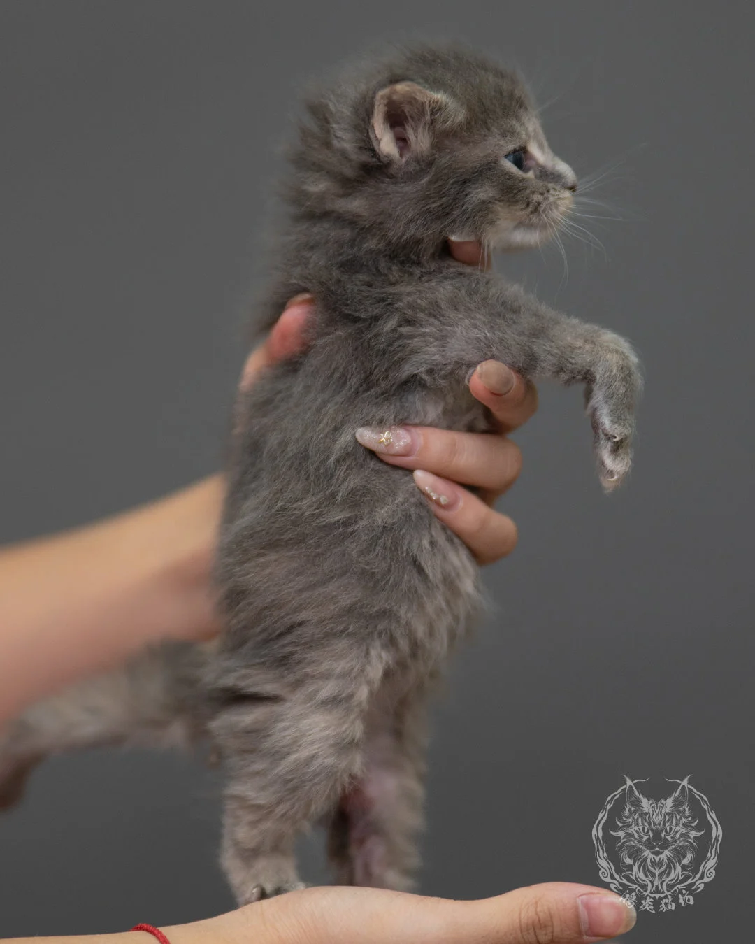 藍乳虎斑緬因貓 Blue Cream Tabby Maine Coon 4weeks Sideview 7