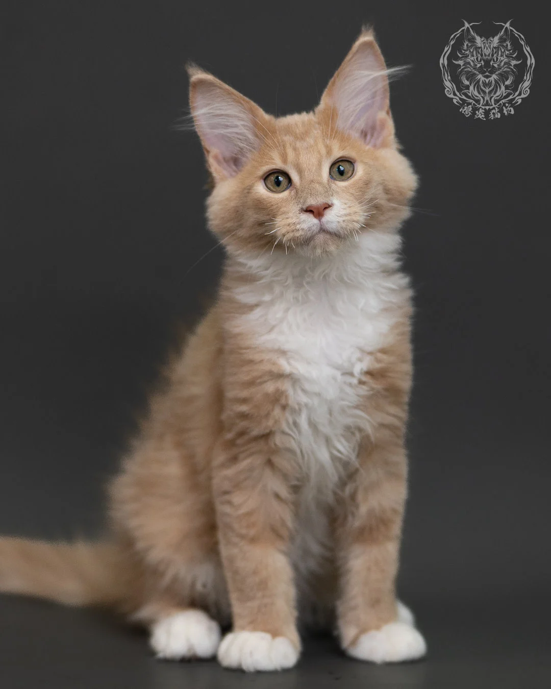 奶油虎斑緬因貓 Cream Tabby Maine Coon 3months Cattery Taichung 1