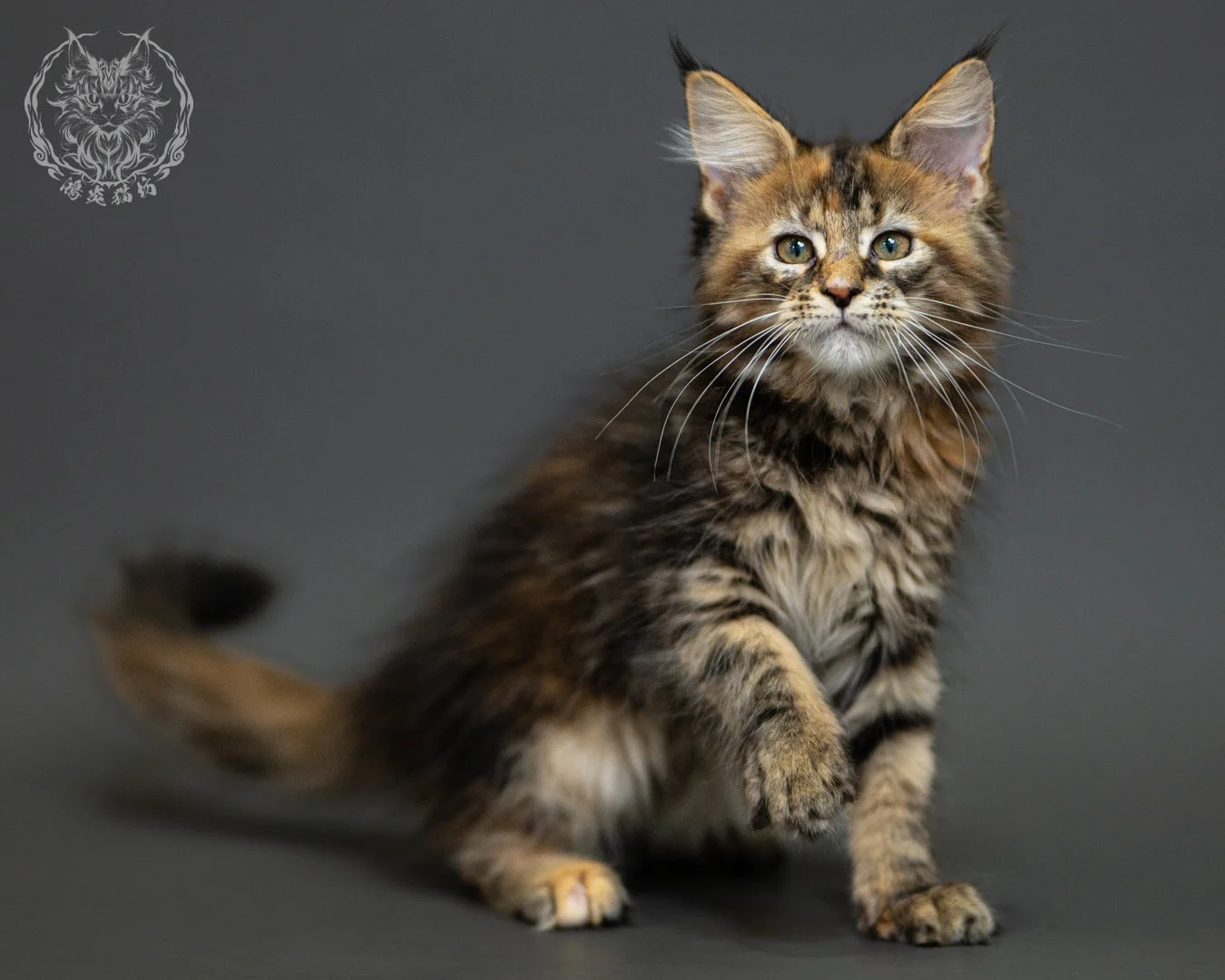 棕虎斑玳帽緬因貓 Brown Tabby Tortie Maine Coon 2months Closeup 15