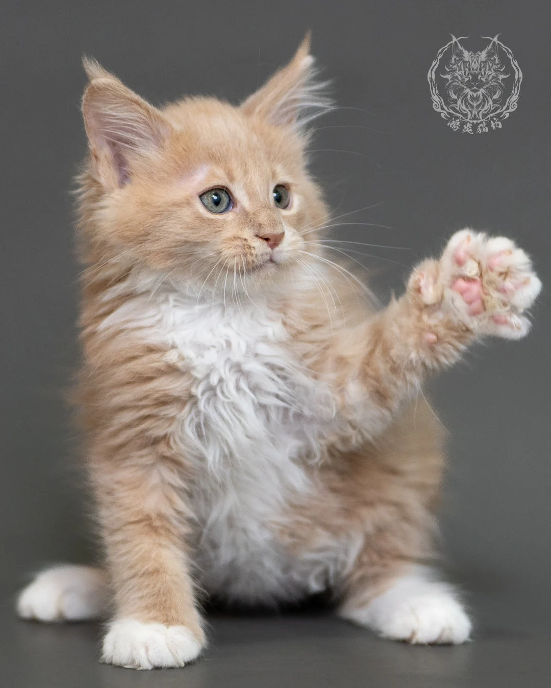 鴻炎貓坊奶油虎斑緬因貓2個月，cream Tabby Maine Coon Kitten 22
