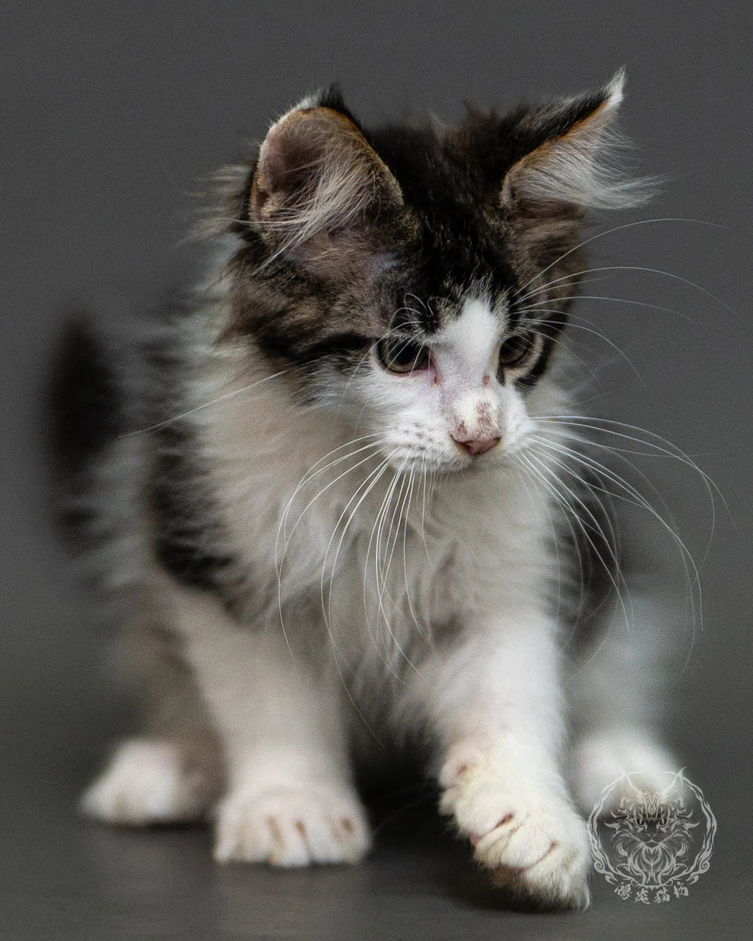 棕虎斑賓士緬因貓 Brown Tabby White Maine Coon 2months Closeup 2