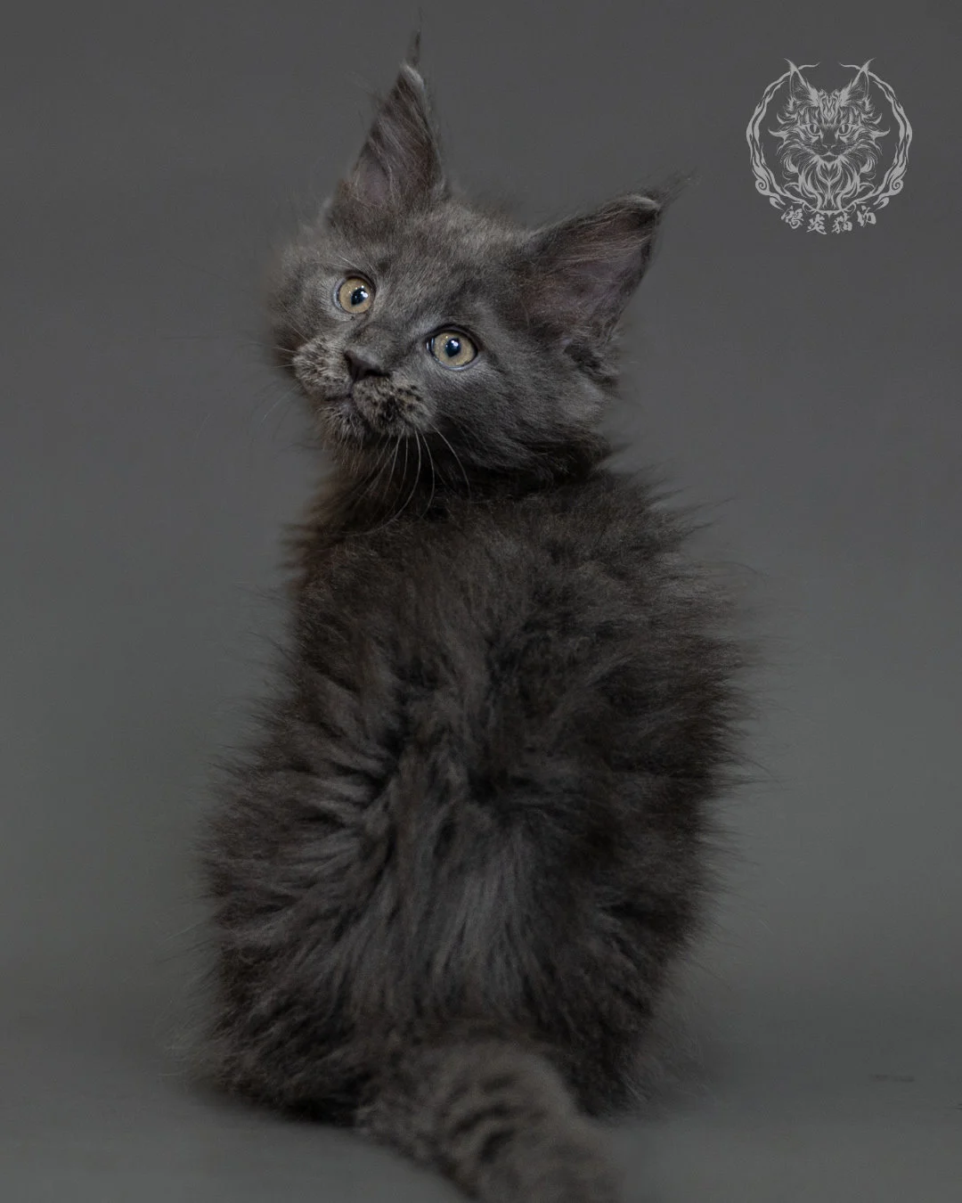 鴻炎貓坊藍煙燻緬因貓2個月特寫，blue Smoke Maine Coon Kitten 29