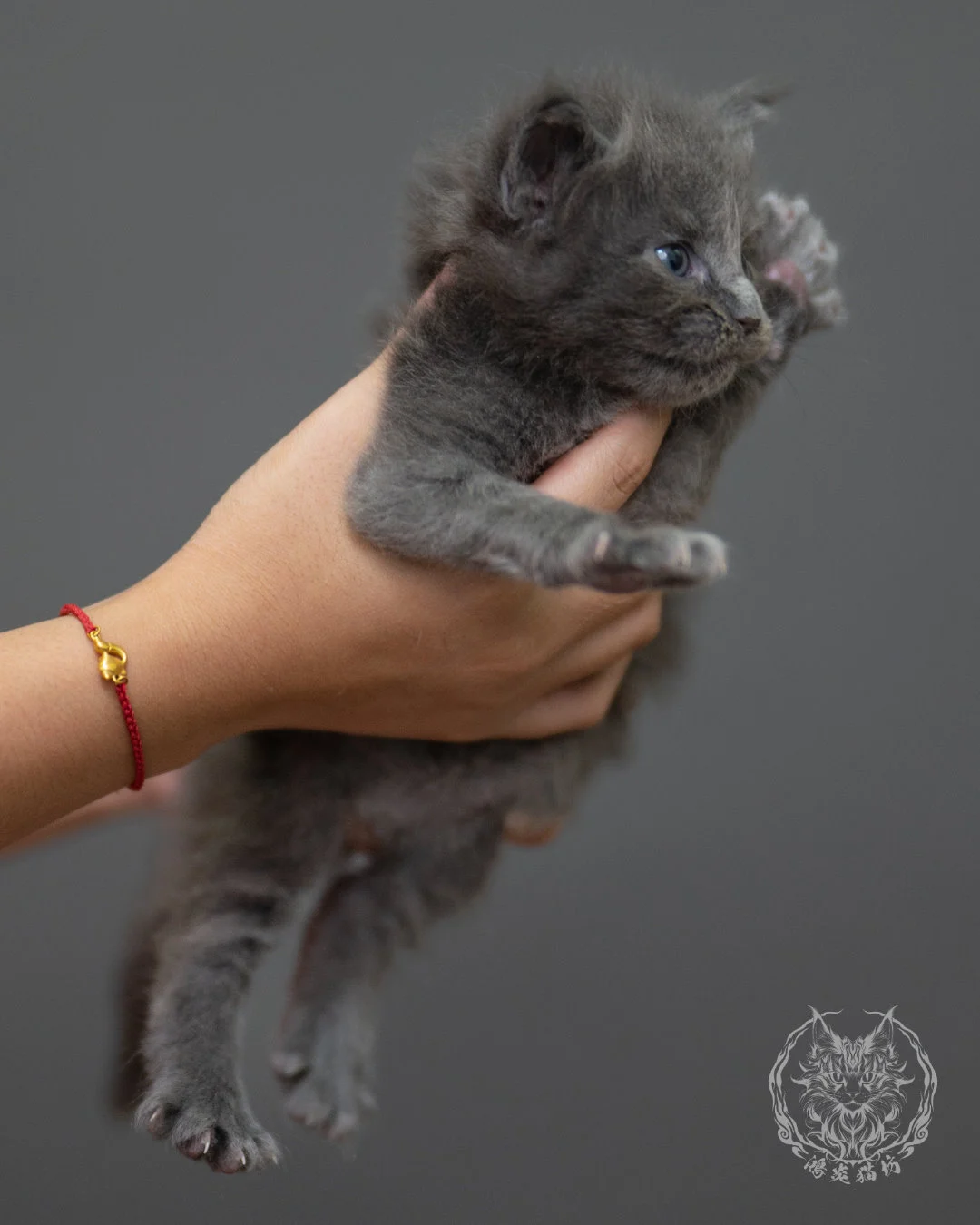 藍煙燻緬因貓 Blue Smoke Maine Coon 4weeks Closeup 7