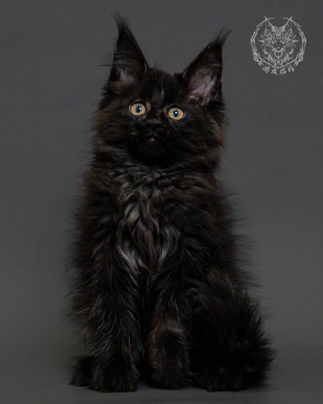 黑煙燻緬因貓 Black Smoke Maine Coon 2months Closeup 11