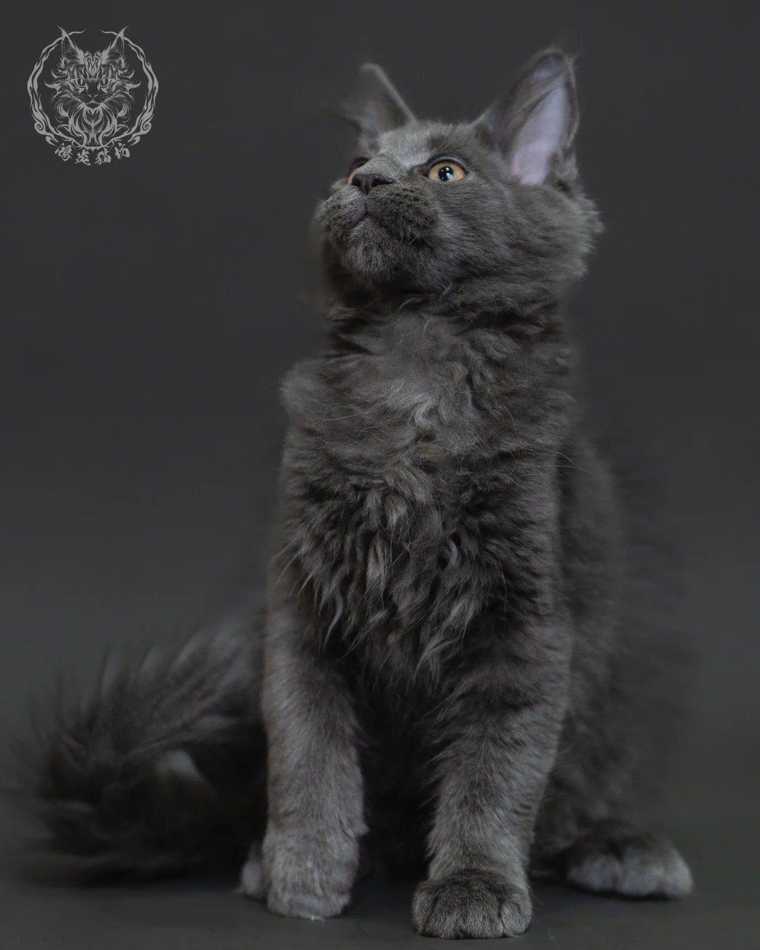 藍煙燻緬因貓 Blue Smoke Maine Coon 3months Cattery Taichung 12