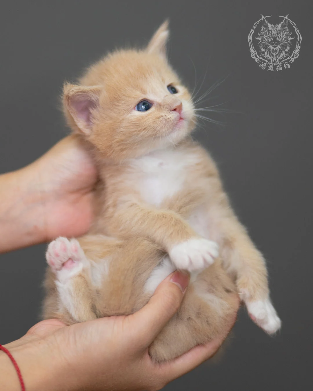 奶油虎斑緬因貓 Cream Tabby Maine Coon 4weeks Closeup 13