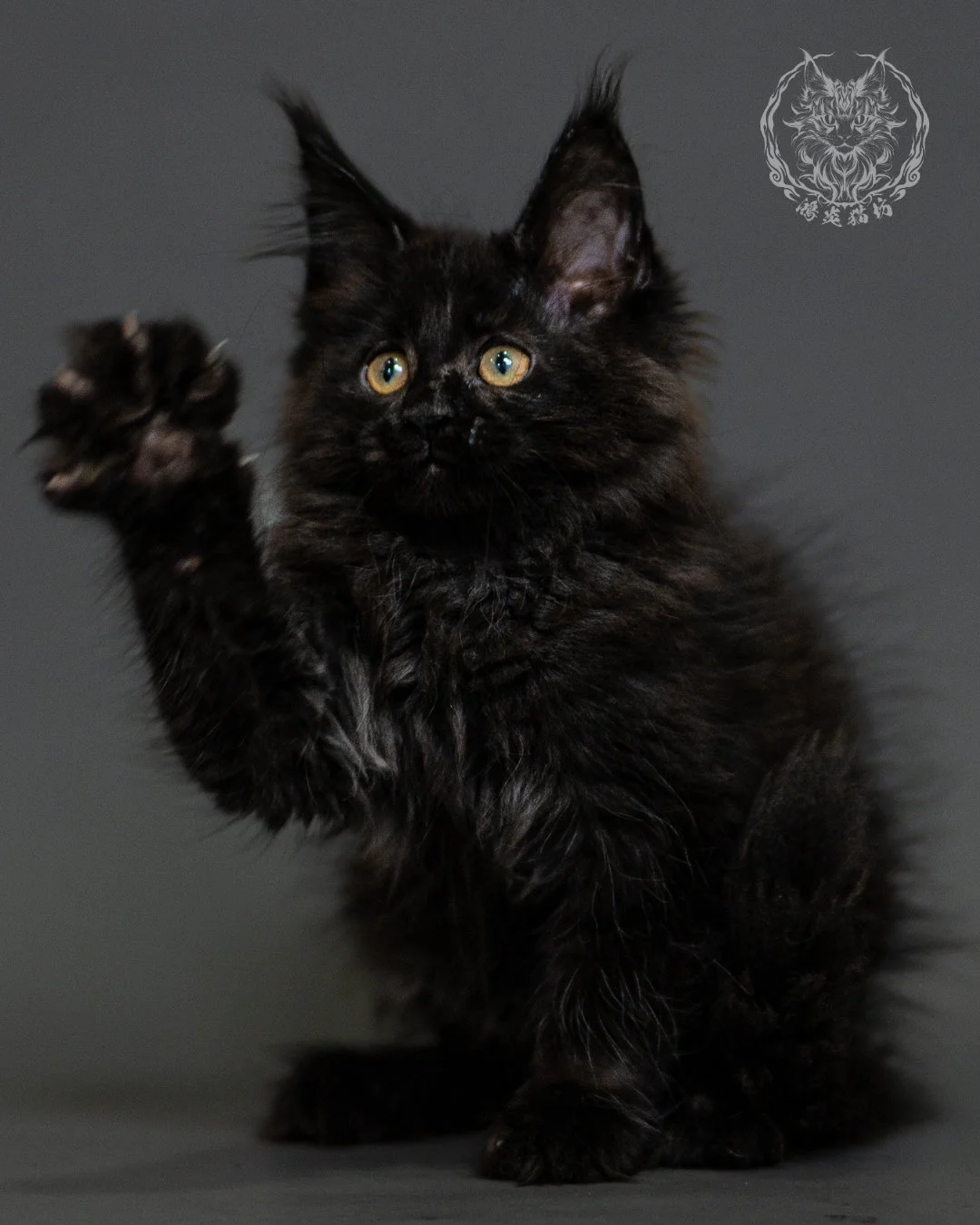 黑煙燻緬因貓 Black Smoke Maine Coon 2months Closeup 7