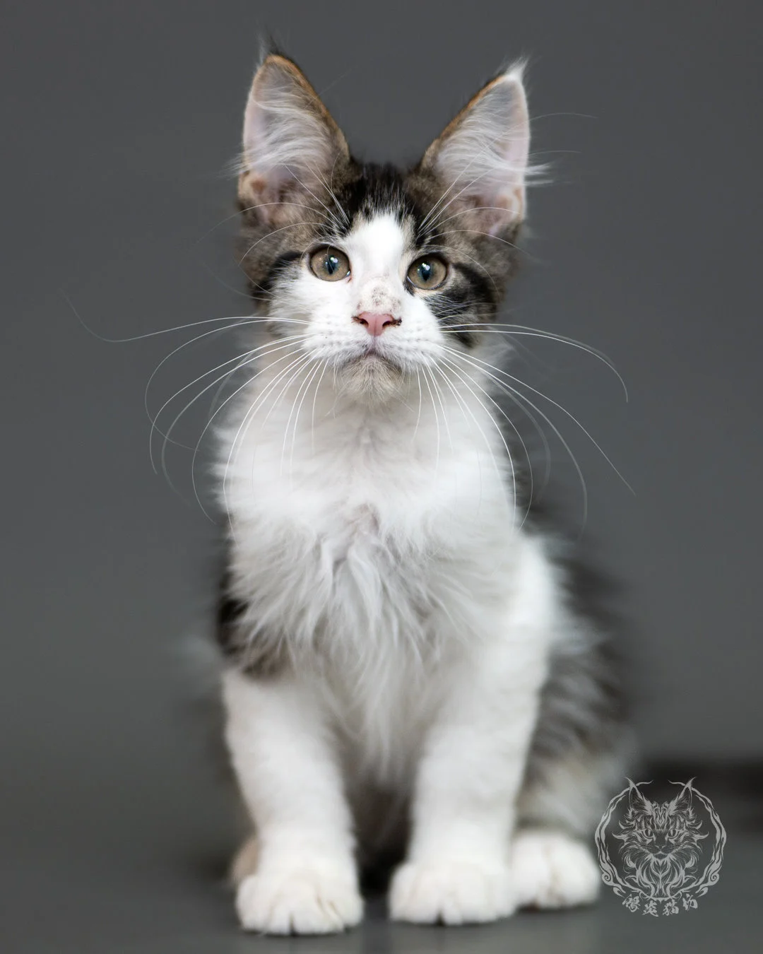 棕虎斑賓士緬因貓 Brown Tabby Maine Coon 3months Cattery Taichung 16