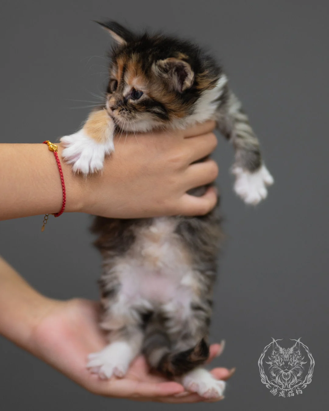 玳帽虎斑緬因貓 Black Tortie Maine Coon 4weeks Closeup 1