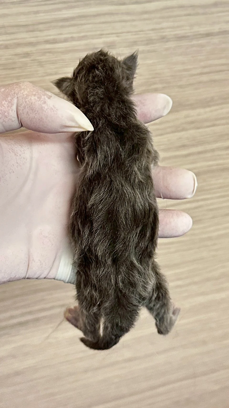 藍煙燻緬因貓