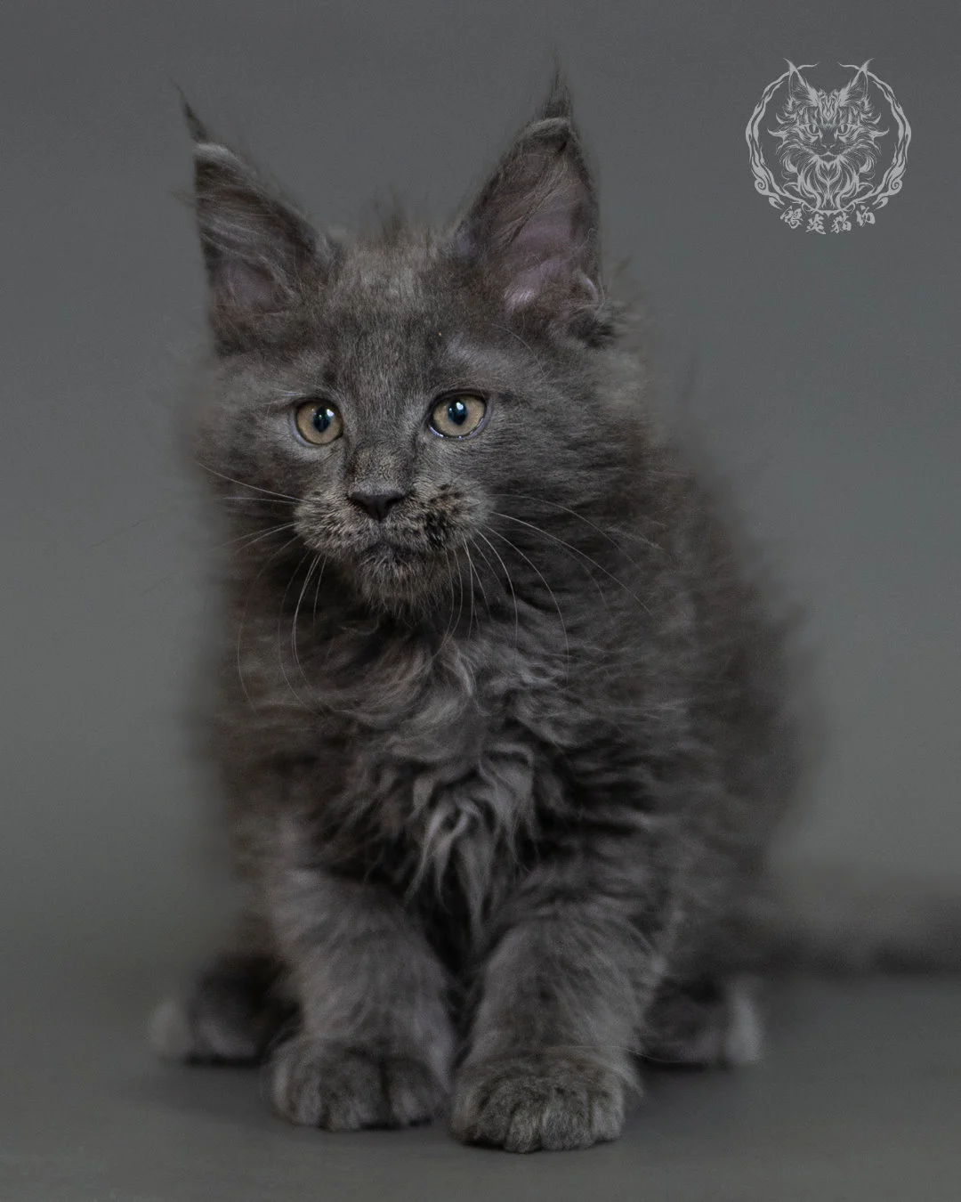 鴻炎貓坊藍煙燻緬因貓2個月特寫，blue Smoke Maine Coon Kitten 5
