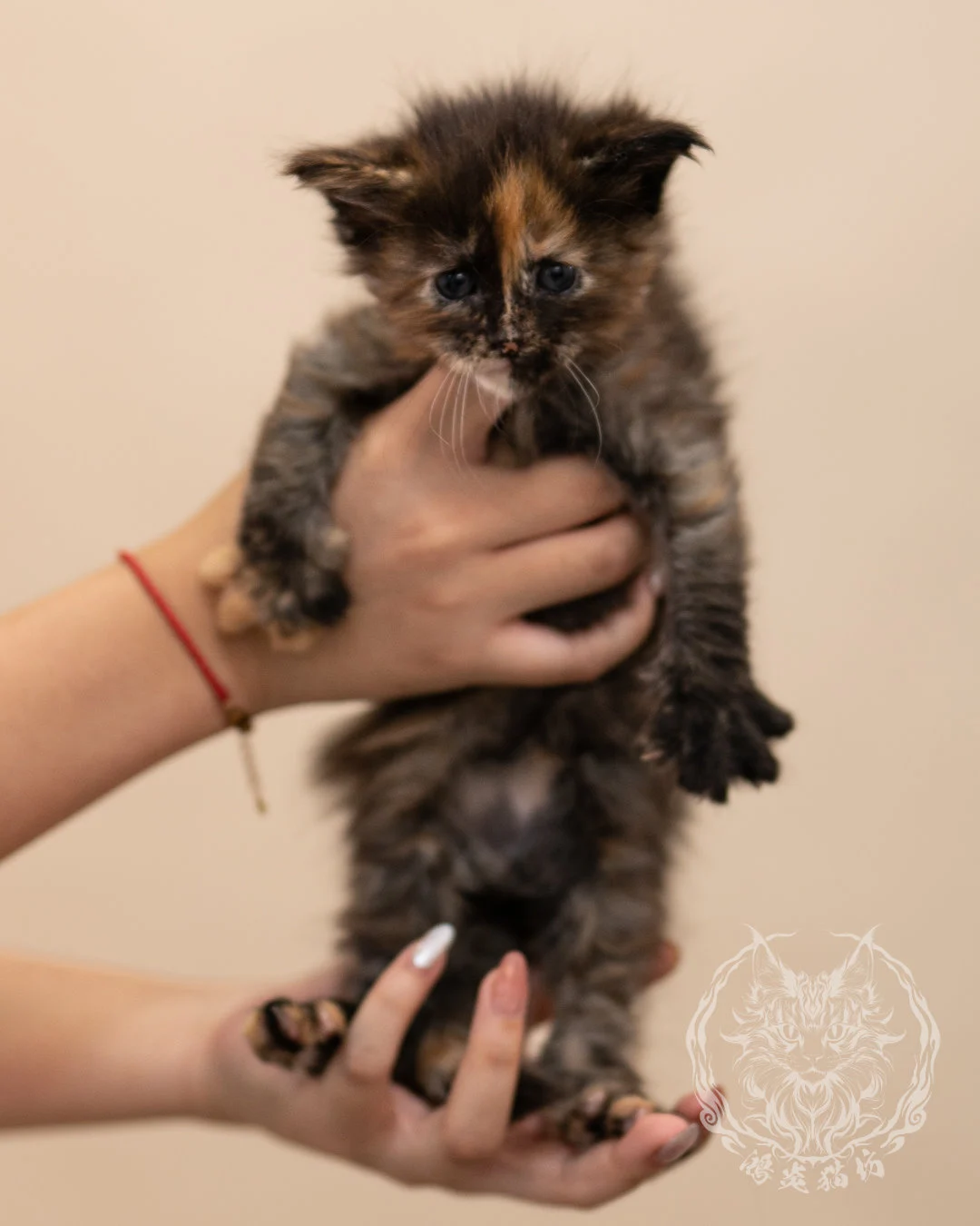 黑玳帽緬因貓 Black Tortie Masked Maine Coon 4weeks Closeup 3