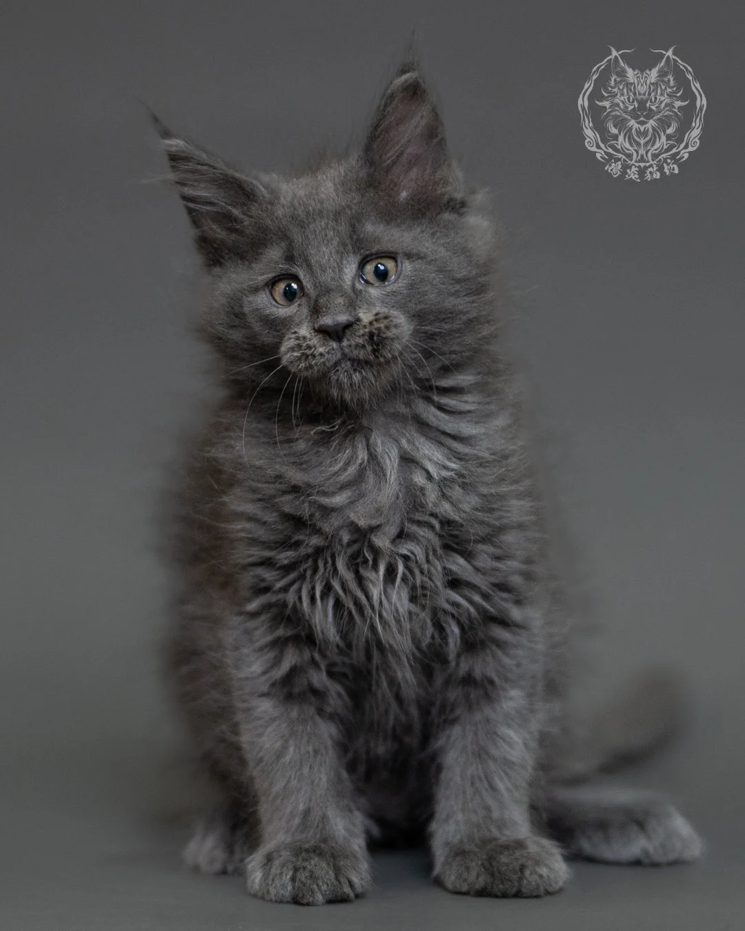 鴻炎貓坊藍煙燻緬因貓2個月特寫，blue Smoke Maine Coon Kitten 36
