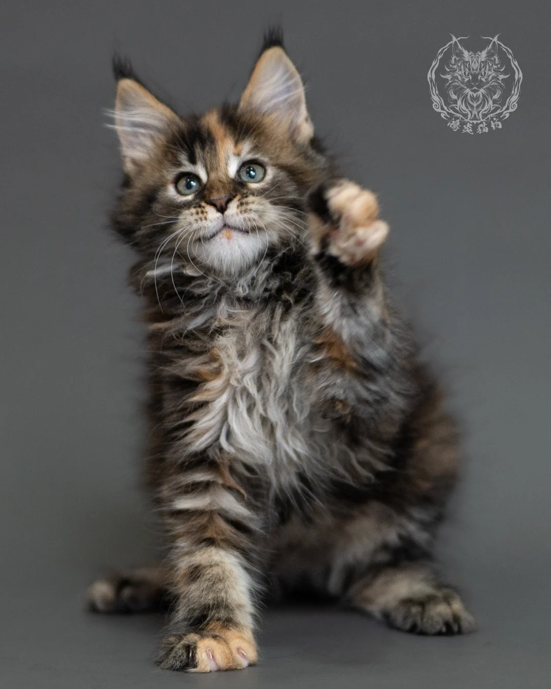 鴻炎貓坊棕虎斑玳帽緬因貓2個月，brown Torbie Maine Coon Kitten 12