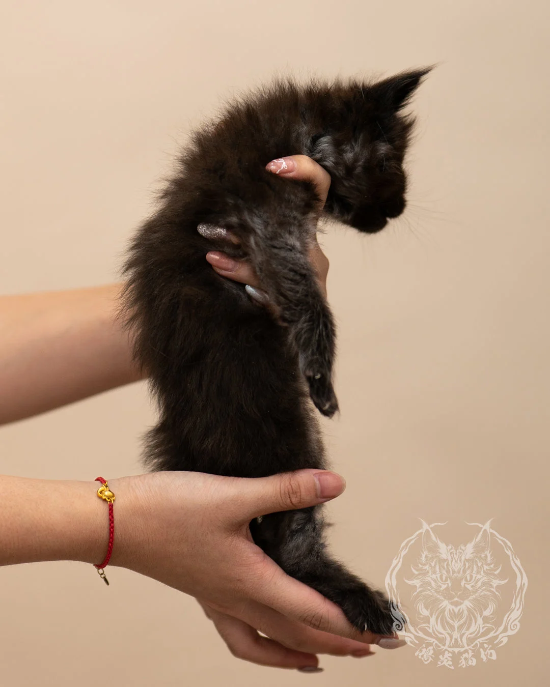 黑煙燻緬因貓 Black Maine Coon 4weeks Closeup 7