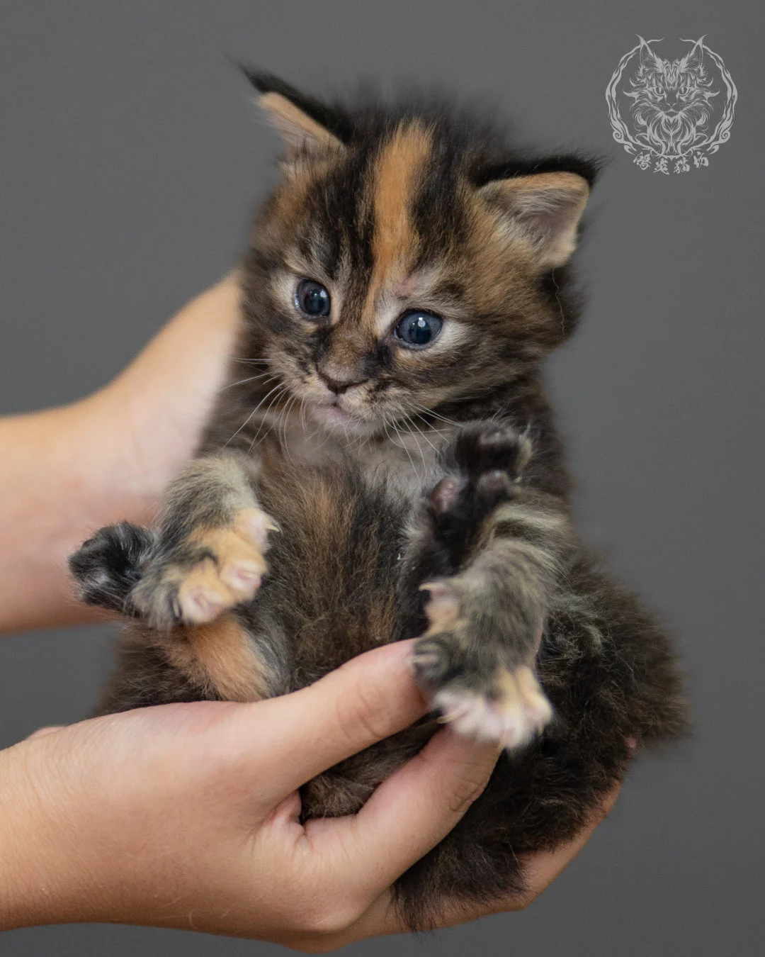 玳帽緬因貓 Black Tortie Maine Coon 4weeks Closeup 8