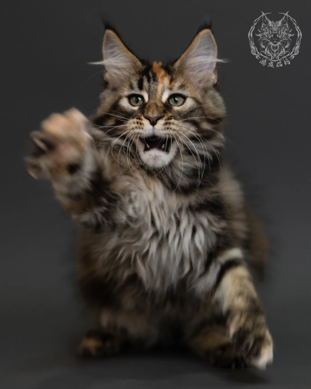 玳帽虎斑緬因貓 Tortie Tabby Maine Coon 3months Cattery Taichung 10