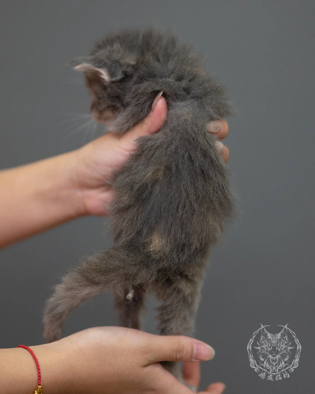 藍乳虎斑緬因貓 Blue Cream Tabby Maine Coon 4weeks Sideview 8