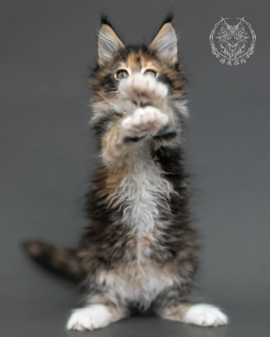 鴻炎貓坊棕虎斑玳帽緬因貓2個月,brown Torbie Maine Coon Kitten 20