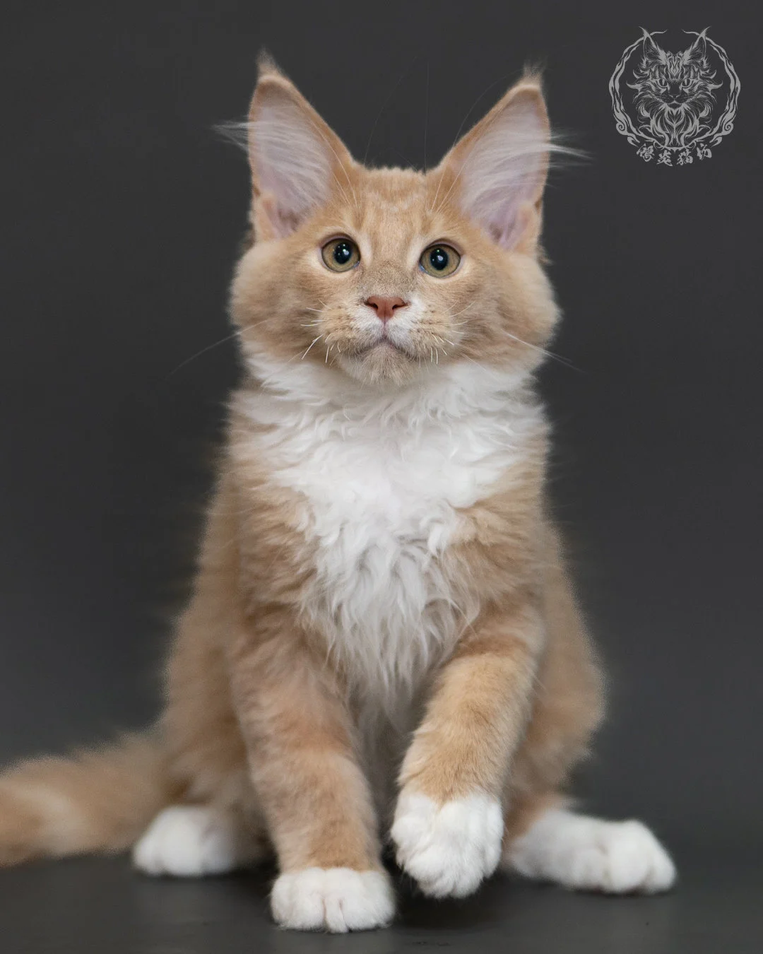 奶油虎斑緬因貓 Cream Tabby Maine Coon 3months Cattery Taichung 4