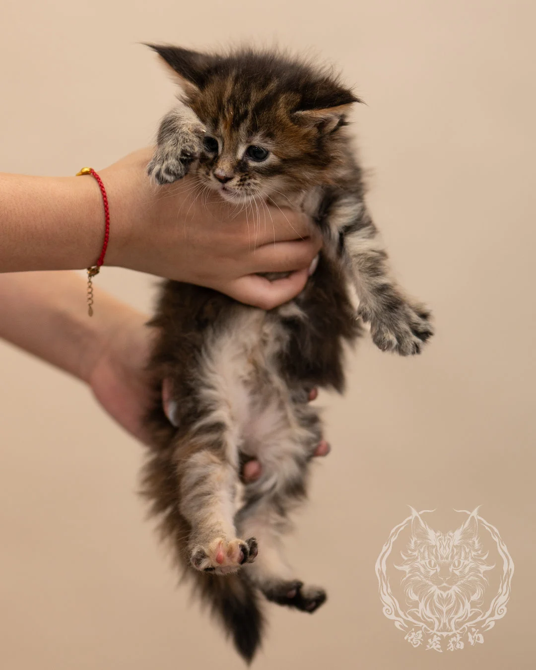 棕虎斑玳帽緬因貓 Brown Tabby Tortie Maine Coon 4weeks Closeup 6