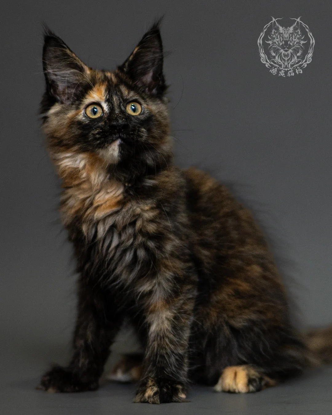 黑玳帽緬因貓 Tortoiseshell Maine Coon 2months Closeup 8