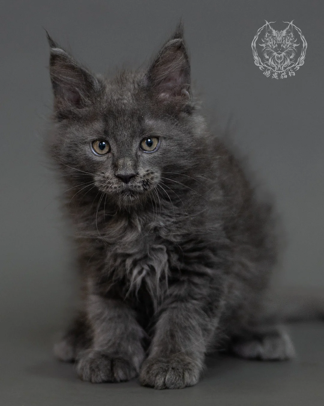 鴻炎貓坊藍煙燻緬因貓2個月特寫，blue Smoke Maine Coon Kitten 3