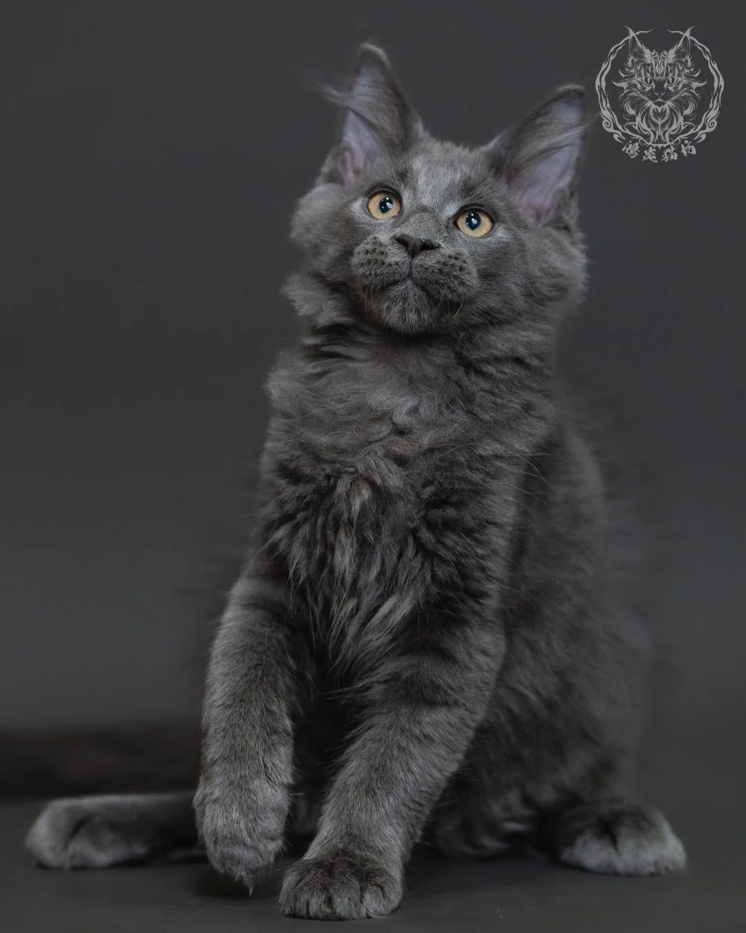 藍煙燻緬因貓 Blue Smoke Maine Coon 3months Cattery Taichung 16